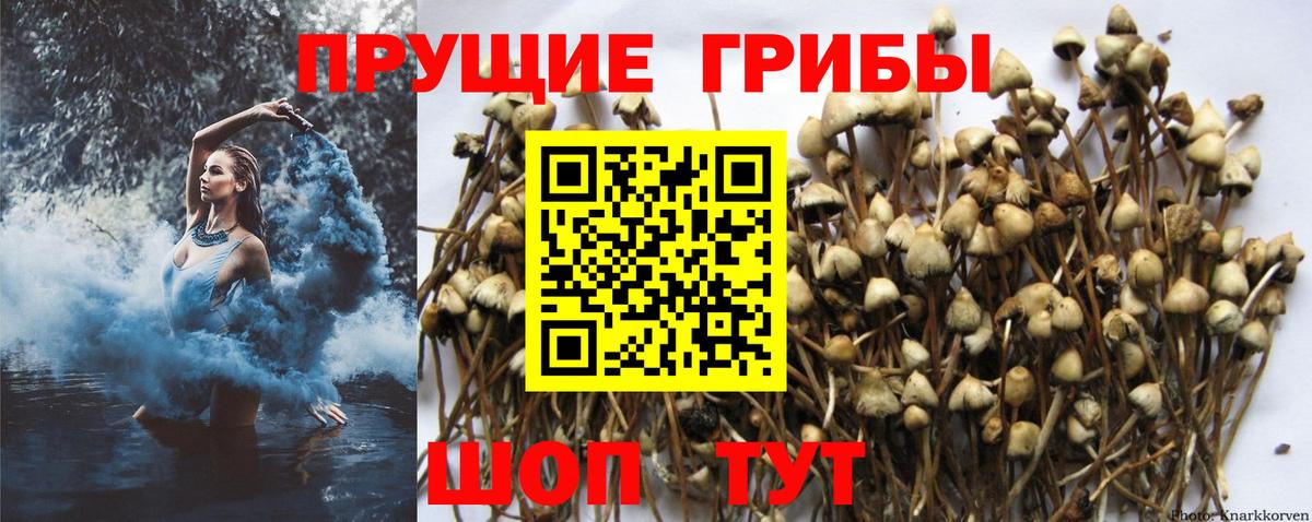 Галлюциногенные грибы Psilocybine cubensis Павловский Посад